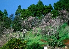 Mandelblüte auf La Palma : Ferienhaus